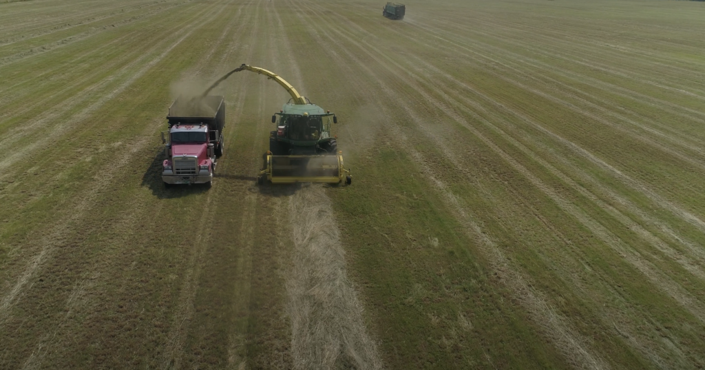 Chopper picking up hay and putting it into a dump truck